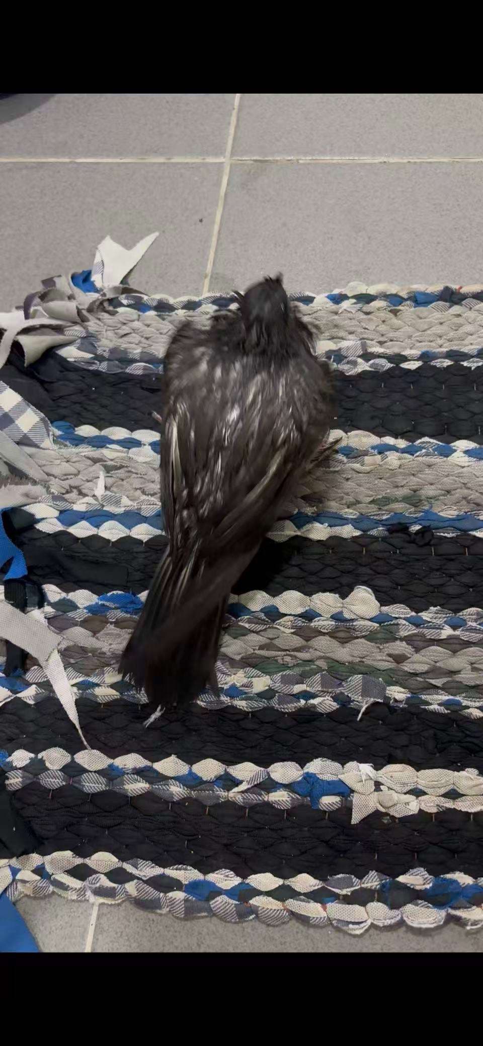 The injured pigeon rescued after the typhoon